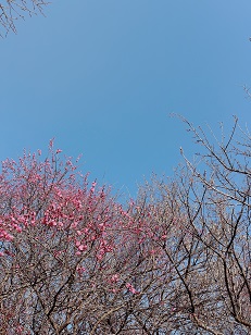 ファイル 3411-1.jpg