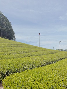 ファイル 3433-1.jpg