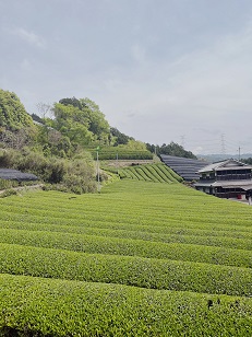 ファイル 3433-2.jpg