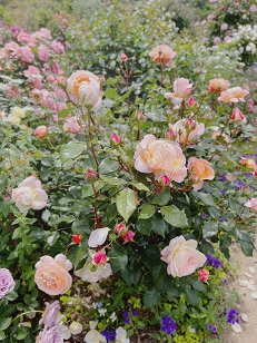 ファイル 3440-5.jpg