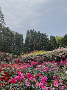 ファイル 3445-1.jpg