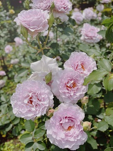 ファイル 3445-4.jpg